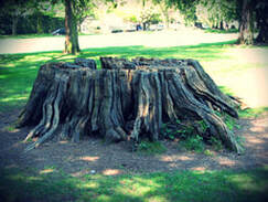 old stump at a residential yard