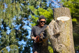 tree service contractor cutting a tree stem with a chain saw
