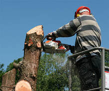 tree service contractor cutting down tree stem