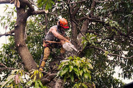 Tree cutting contractor on operation