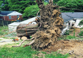 tree removal in nashville