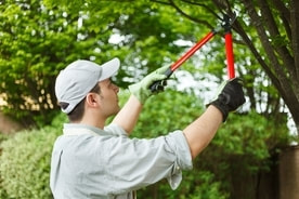 tree service contractor pruning down a plant 