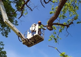 tree contractor on a tractor cutting out a tree branch