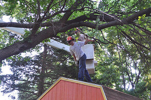 tree service contractor hanging on a tractor to cut down trees