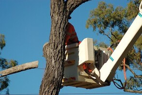 tree service contractor hanging on a tractor to cut down trees